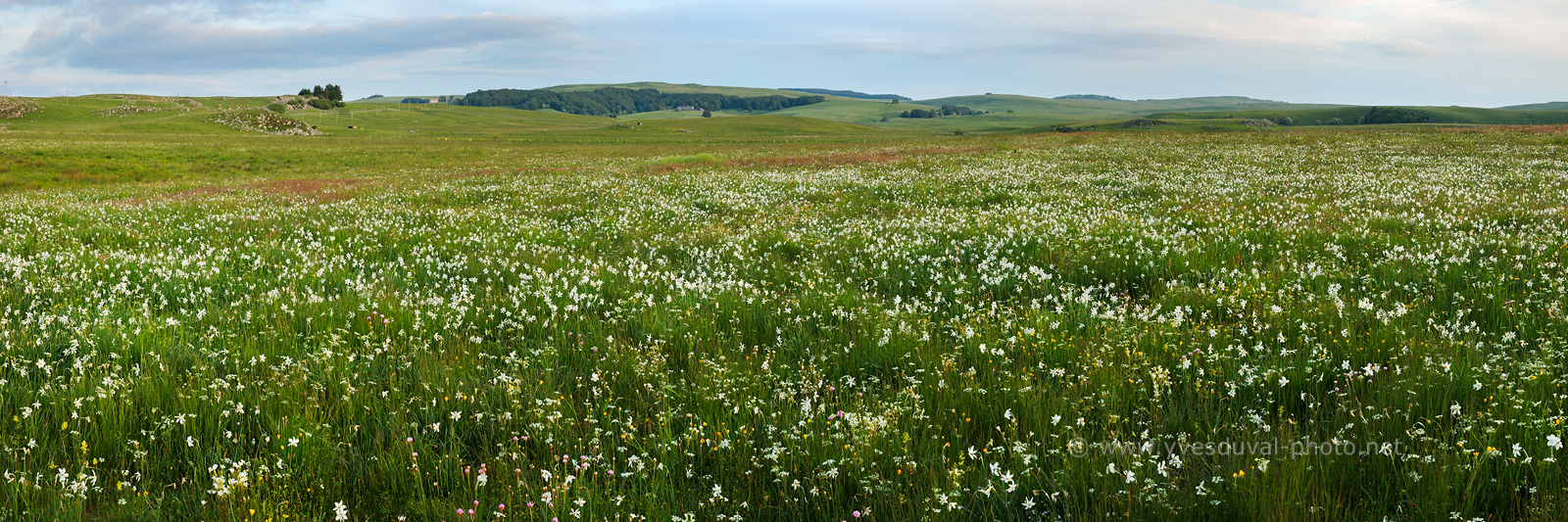 Aubrac Aubrac