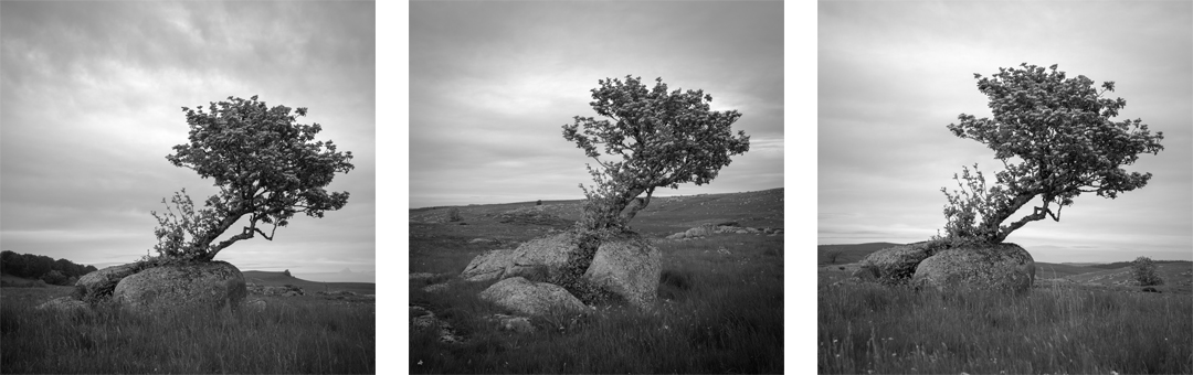 Aubrac-N&B Aubrac-N&B