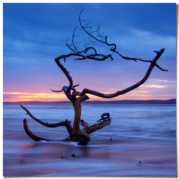 Les vestiges de la forêt  (Charente-Maritime, Nouvelle-Aquitaine)