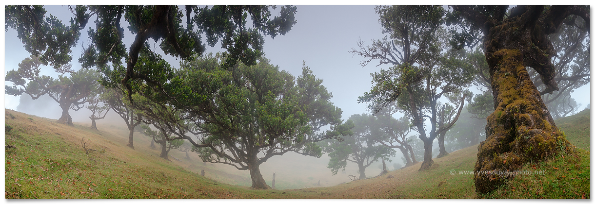 La forêt de lauriers (Madère - Portugal)