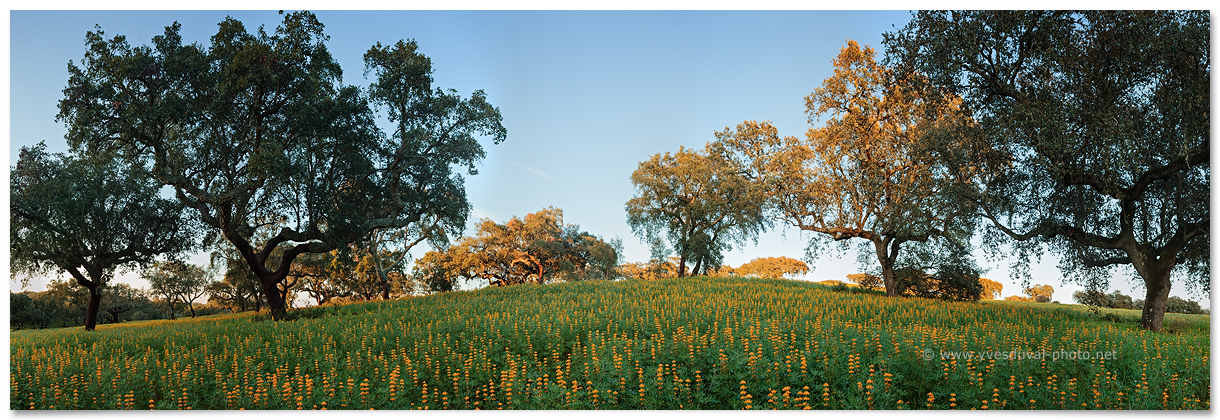 Floraison des lupins (Alentejo, Portugal)