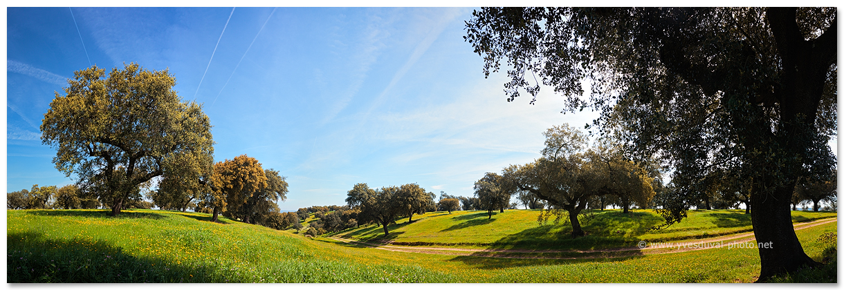 Forêt de chênes-liège (Alentejo, Portugal)