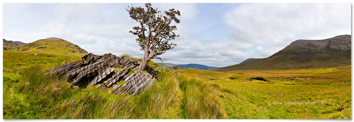 Un arbre isolé dans les maumturks (Irlande)