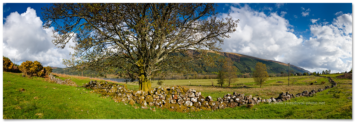 Paturage sur les bords du Loch Lochy