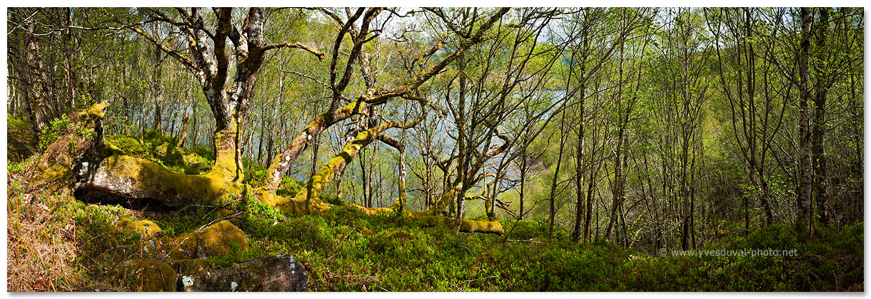 Sous-bois le long du Loch Arkaig