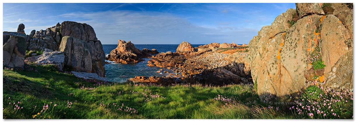 Pelouses maritimes et arméries (Ile de Bréhat, Côtes d'Armor, Bretagne)