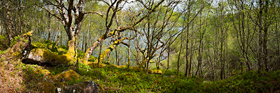 Sous-bois sur les rives du Loch Arkaig (Highlands, Ecosse)
