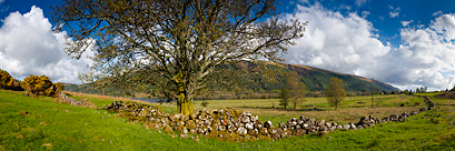 Paturages sur les bords du Loch Lochy (Highlands, Ecosse)