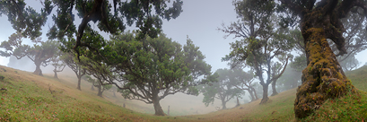 Forêts de lauriers, Madère, Portugal