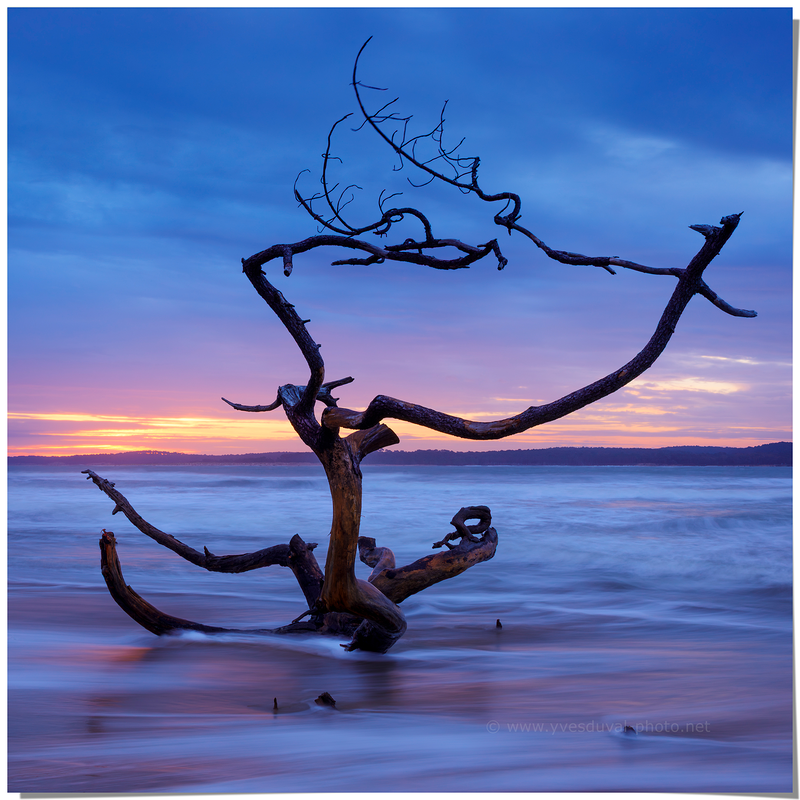 Les vestiges de la forêt (Charente-Maritime, Nouvelle-Aquitaine)