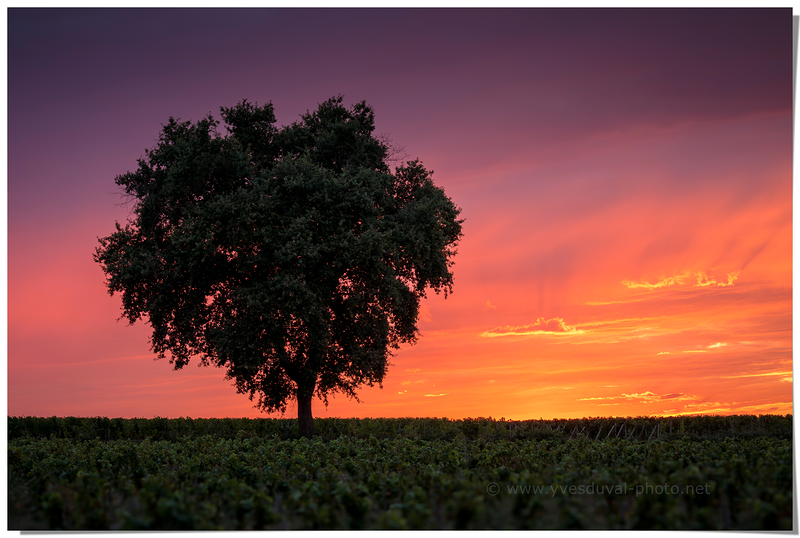 Vignoble de Saint-Emilion  (Gironde, Aquitaine)