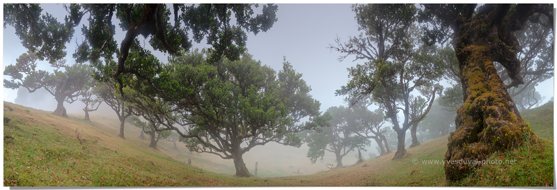 La forêt de lauriers (Madère, Portugal)
