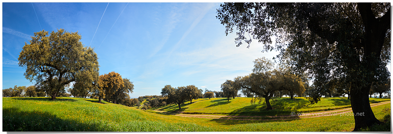 Forêt de chênes-liège (Alentejo, Portugal)