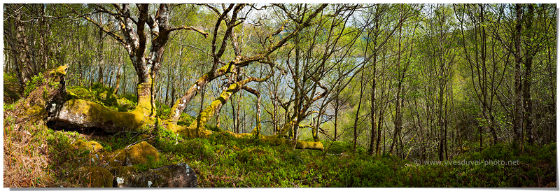 Sous-bois le long du Loch Arkaig (Highlands, Ecosse, Royaume-Uni)