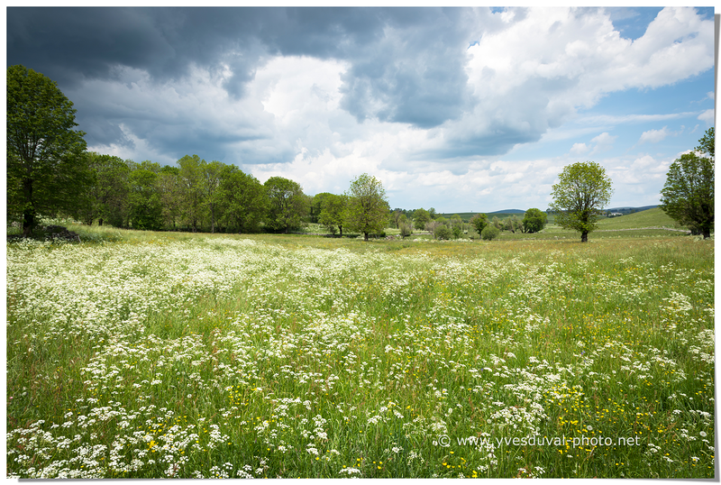 Le plateau de l'Aubrac (Aveyron, Occitanie)