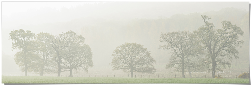 Brume sur le bocage normand (Manche, Normandie)